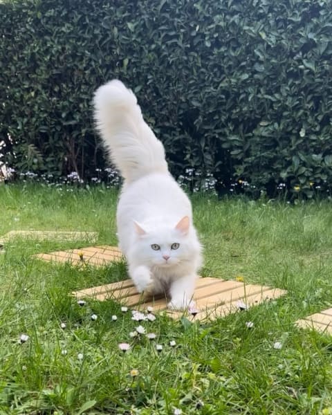 École du Chat — photo