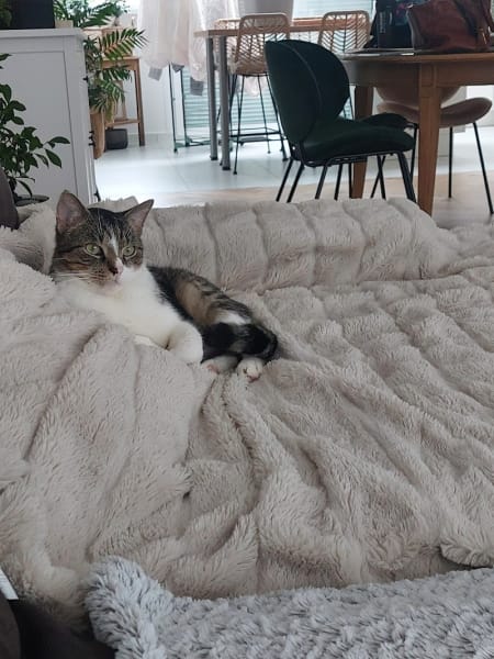 École du Chat — photo