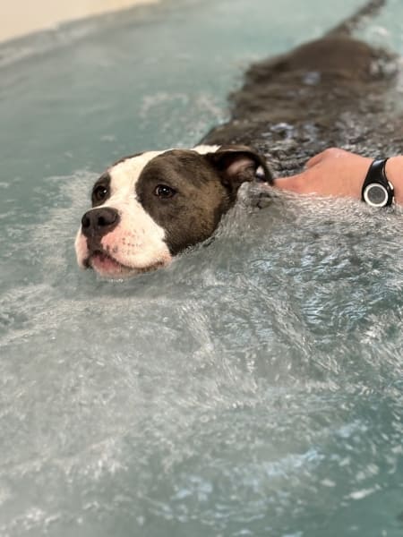 Si Beau...Sibelle... Hydrotherapie canine — photo