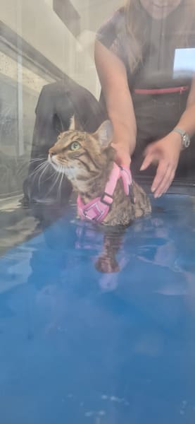 Si Beau...Sibelle... Hydrotherapie canine — photo