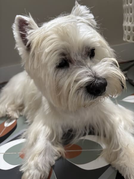 Chic Canin — photo