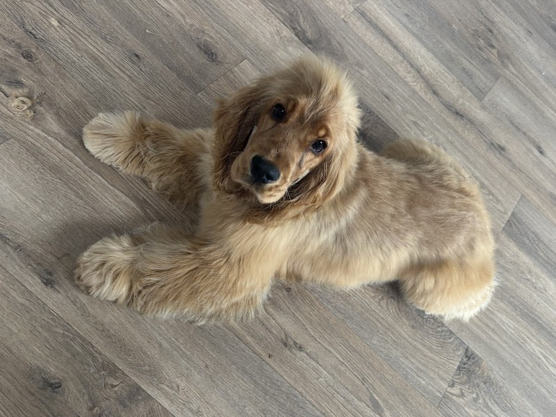 Chic Canin — photo