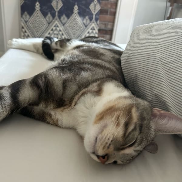 PausePapouilles - Pet sitter pour chats & chiens parisiens — photo