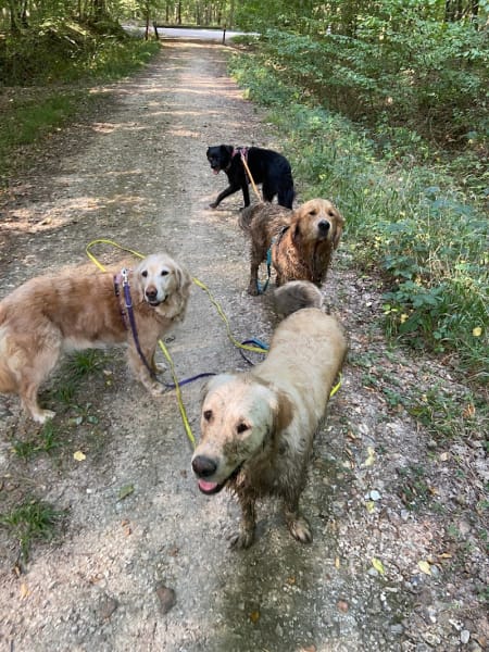 Pixzy and Co - Pension canine à la campagne — photo