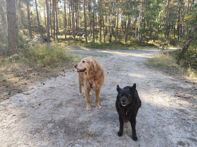Pixzy and Co - Pension canine à la campagne — photo