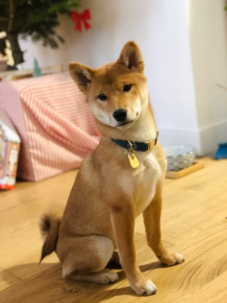 Charlotte - Dogsitter depuis 2017 — photo