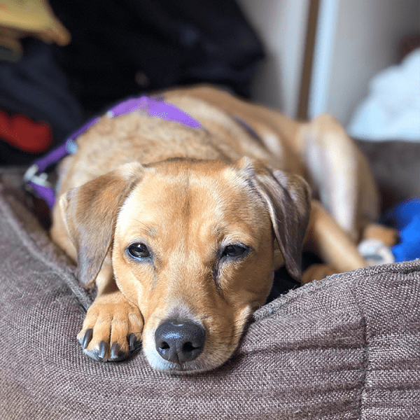 Charlotte - Dogsitter depuis 2017 — photo