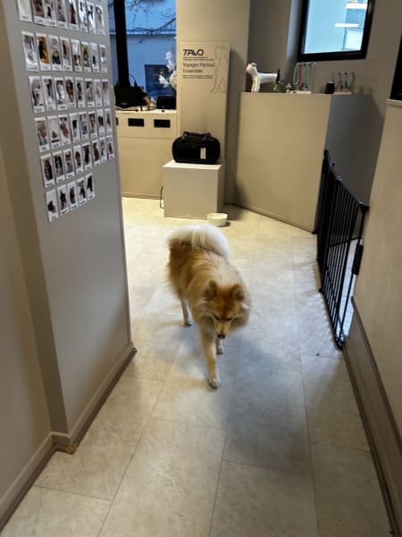 Doggy's — photo