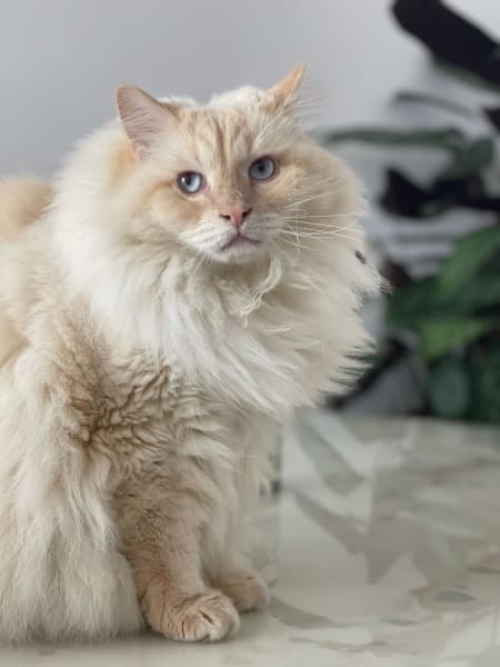 Pet Cheri — photo
