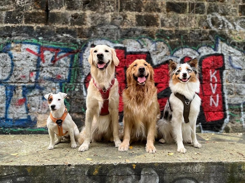 Balla'dress-dog — photo