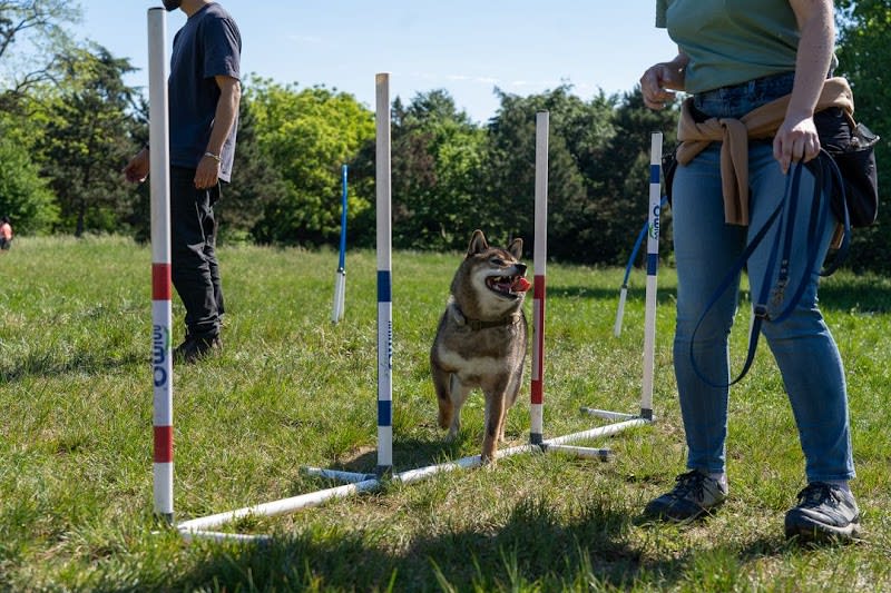Olykan - éducation canine Paris — photo