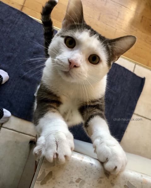 Chat Heureux, garde de chat à Paris — photo