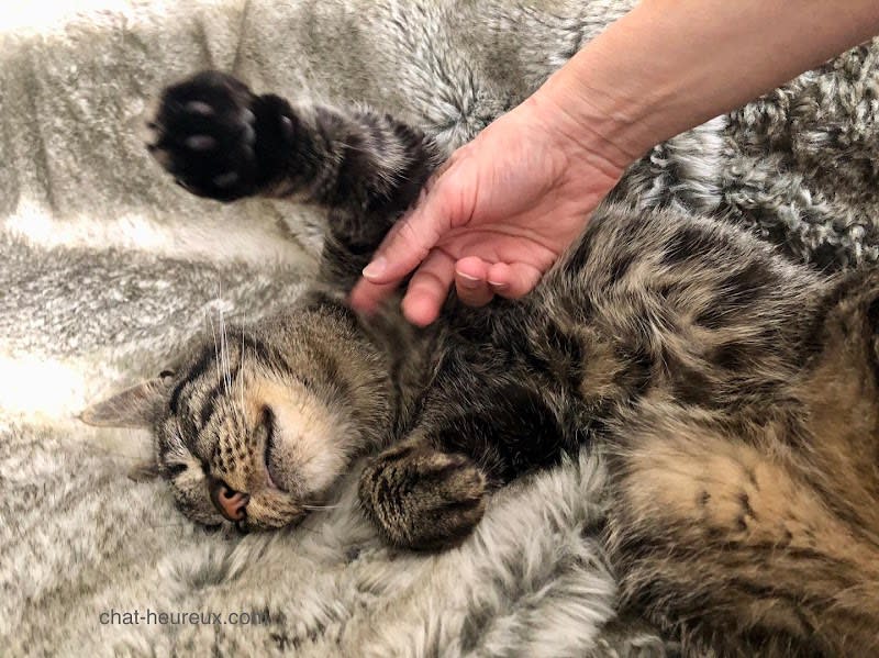 Chat Heureux, garde de chat à Paris — photo