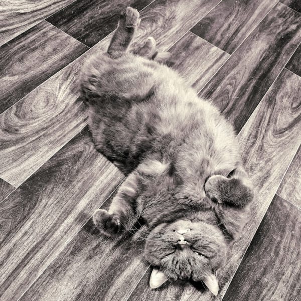MOTELAMATOU | Pension pour chats à Paris 15e — photo