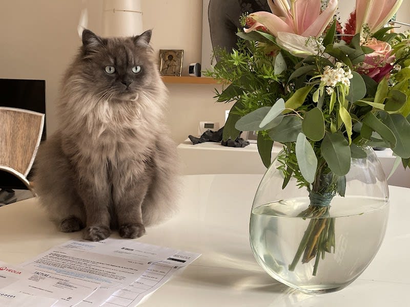 MOTELAMATOU | Pension pour chats à Paris 15e — photo