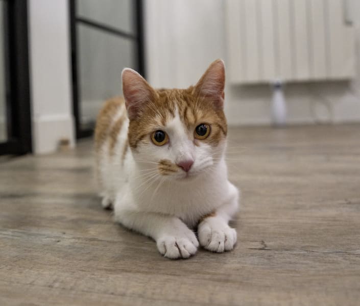 Daily Cat - Hôtel pour chats — photo