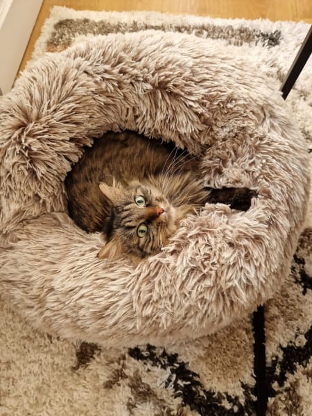 GÉGÈNE THE CAT — photo