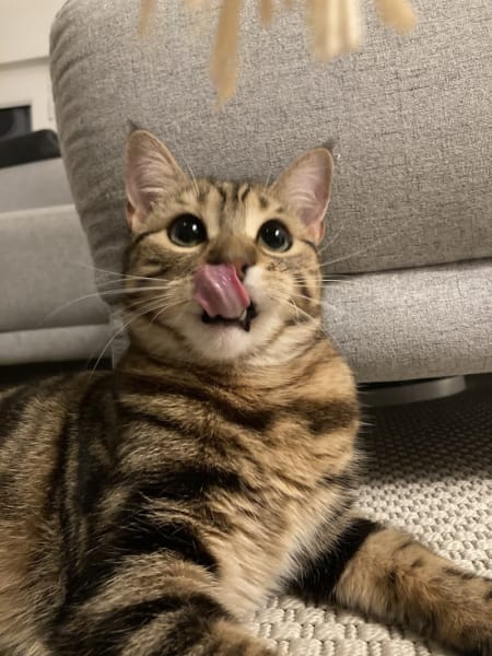Le Roi des Chats — photo
