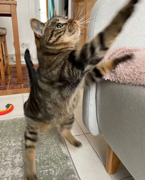 Le Roi des Chats — photo