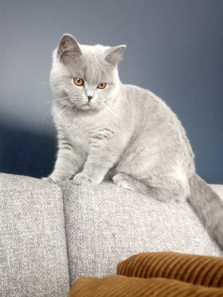 Chamomille — photo