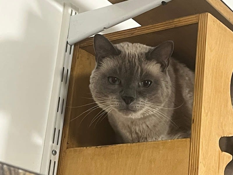 Chat Ou Pension — photo
