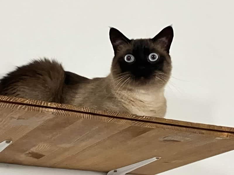 Chat Ou Pension — photo