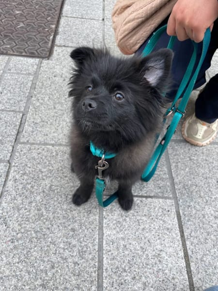Lizzie Dogs — photo