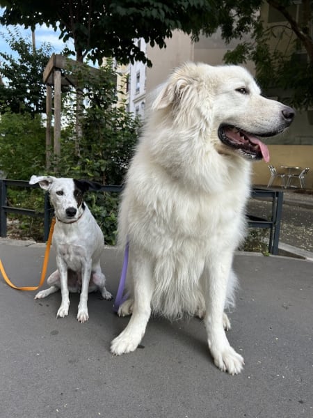 MariiaDogs - Educateur Canin Lyon — photo