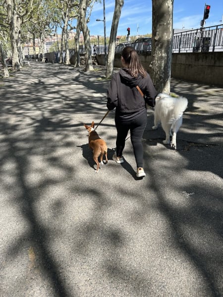 MariiaDogs - Educateur Canin Lyon — photo