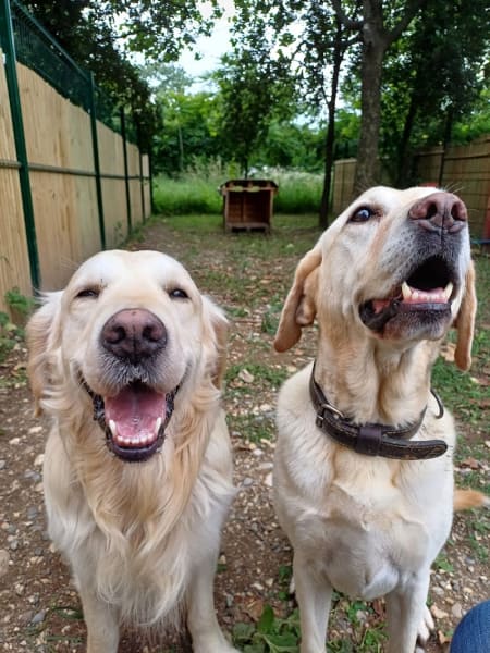 Pension canine Paw'sitive Job — photo