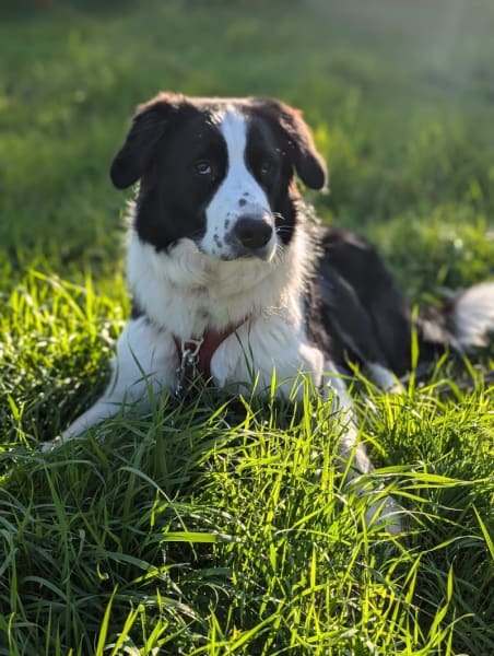 Pension canine Paw'sitive Job — photo