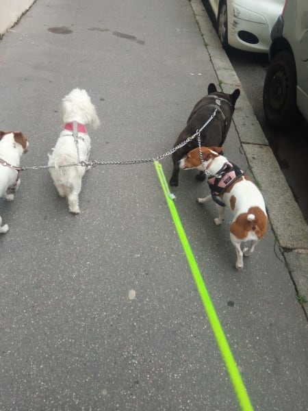 Le paradis des chiens — photo