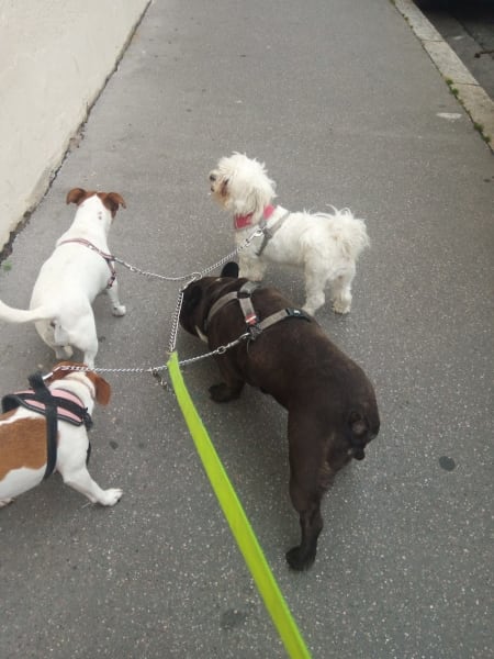 Le paradis des chiens — photo