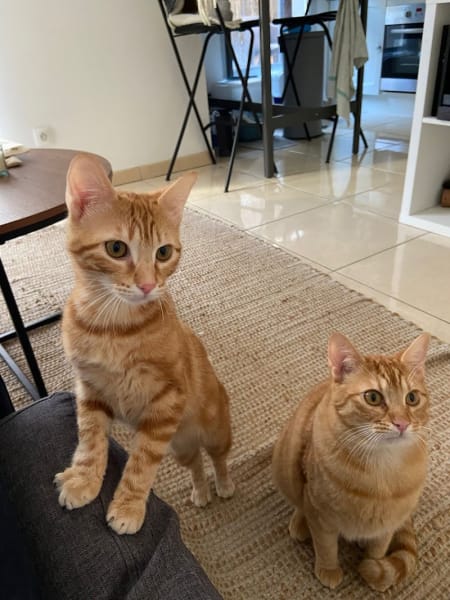 Sam’ Animaux — photo
