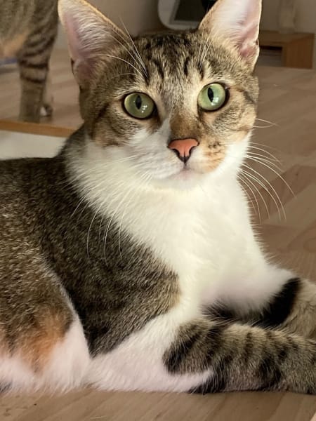 En-Cas d'Absence - cat sitters à Lyon — photo