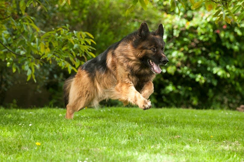 Elevage, pension et éducation canine Combe Delacquis — photo