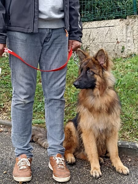 Elevage, pension et éducation canine Combe Delacquis — photo
