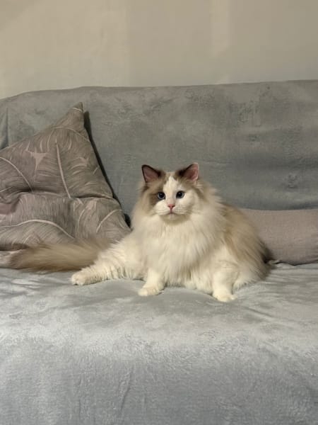 Devenir Un Cat — photo