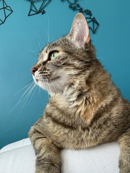 Devenir Un Cat — photo
