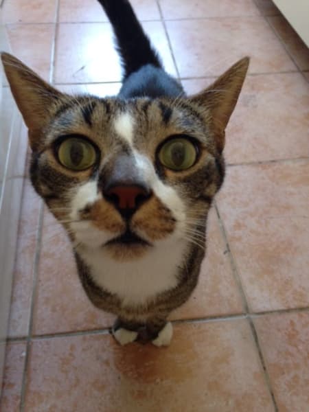 Dogsitting-Lyon & Happy Cat — photo
