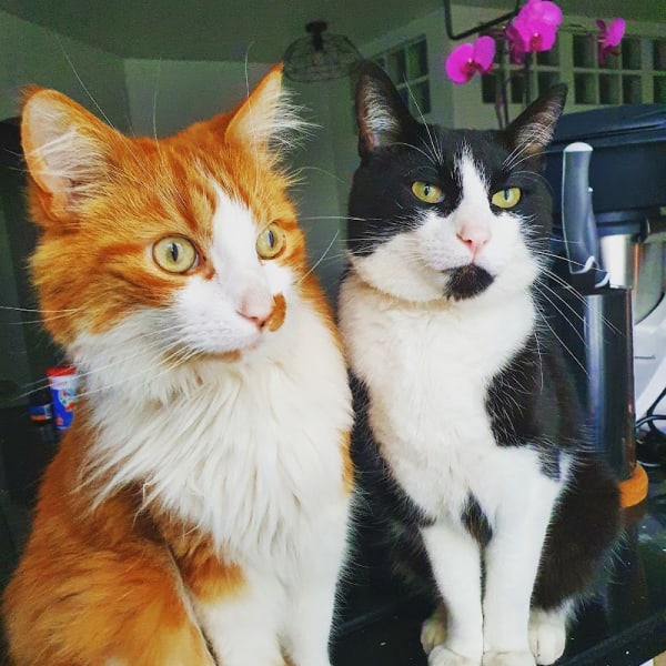 Zé & Compagnie — photo
