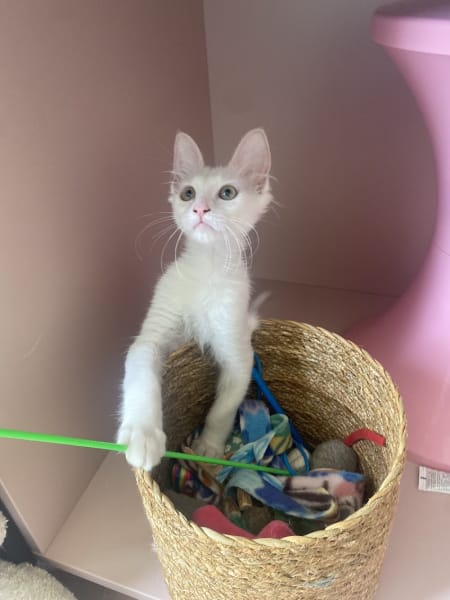 CoraKali, Pet Sitter Professionnelle — photo