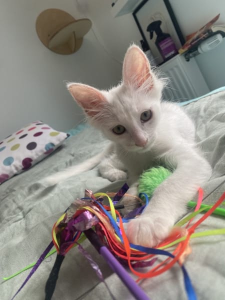 CoraKali, Pet Sitter Professionnelle — photo