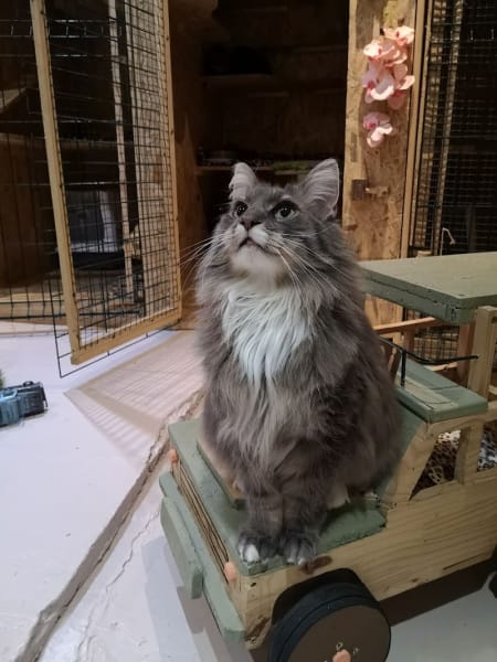 Zoebonbon garderie et lodges pour chats heureux — photo