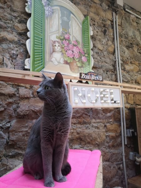 Zoebonbon garderie et lodges pour chats heureux — photo