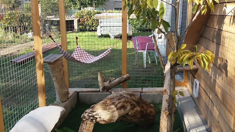 L'entr'chats pension féline sur Lyon — photo