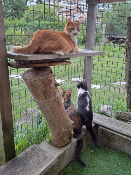 L'entr'chats pension féline sur Lyon — photo
