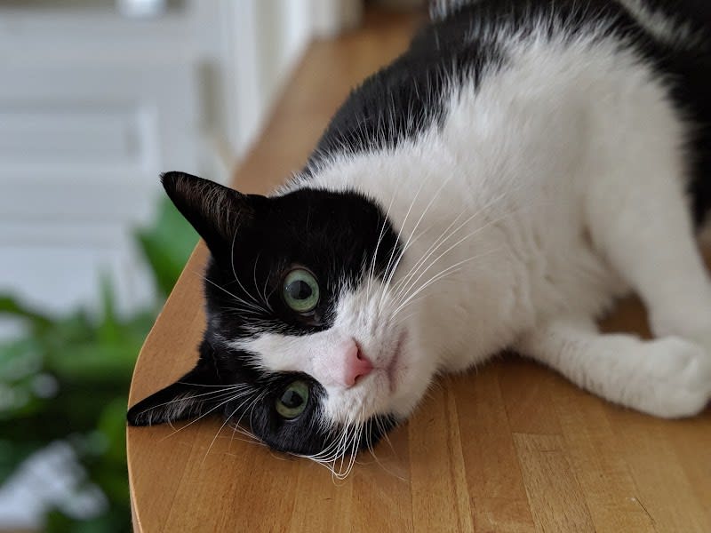 Cat Sitting Lyon — photo