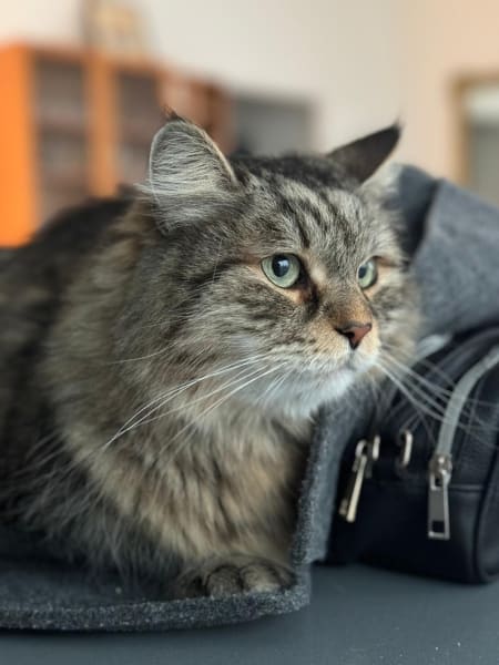 Cat Sitting Lyon — photo