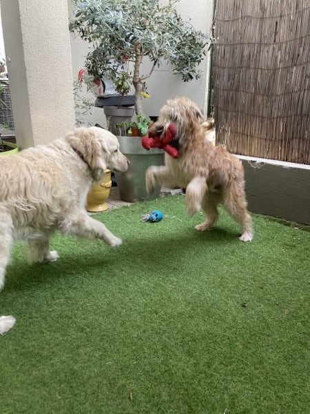 Doggyhome — photo